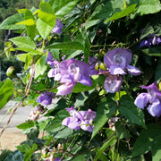 Corkscrew Vine Seeds – 10 Pack - Caribbean garden seed