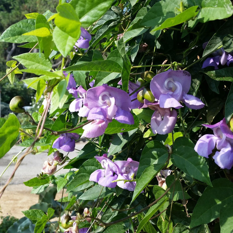Corkscrew Vine Seeds – 10 Pack - Caribbean garden seed