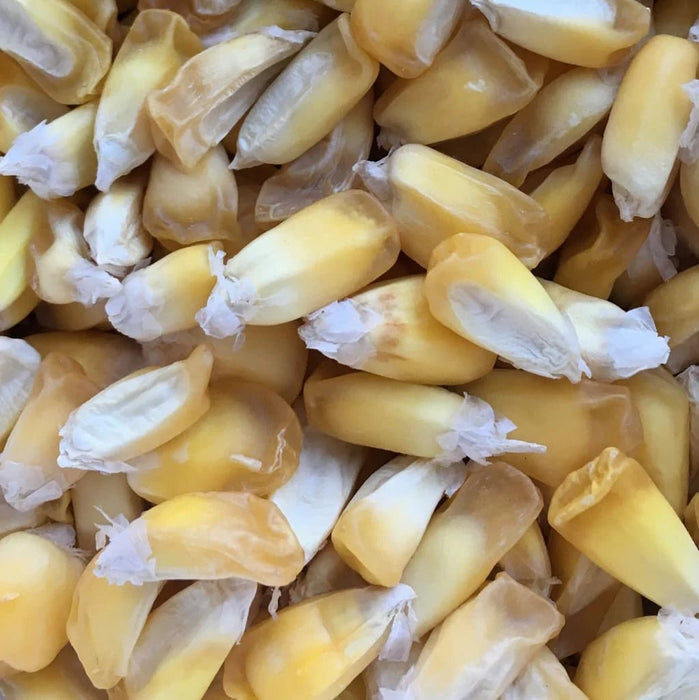 Corn seeds - maiz chulpe, from Peru