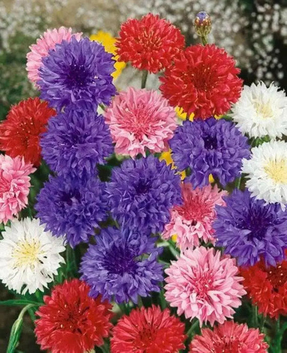 Cornflower Seeds, Tall Mixed, Bachelor's Buttons - Caribbean garden seed