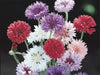 Cornflower Seeds, Tall Mixed, Bachelor's Buttons - Caribbeangardenseed