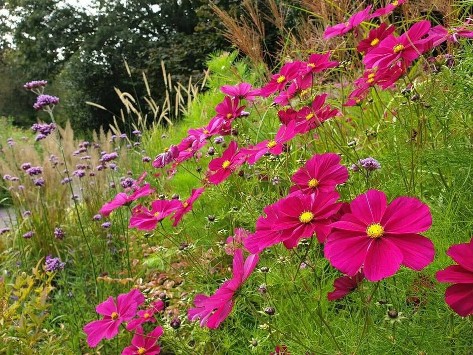 Cosmos ‘Dazzler’ (Cosmos bipinnatus) annual Flowers Seed - Caribbean garden seed