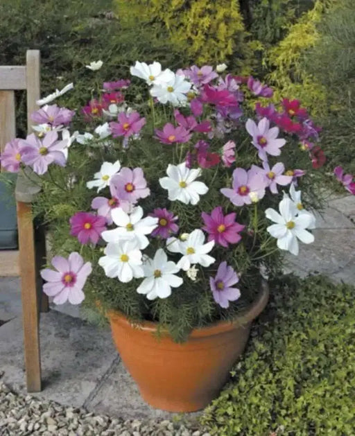 COSMOS Flowers Seeds -DWARF WHITE - Tolerates poor, dry soil - Easy to grow Flowers - Caribbean garden seed