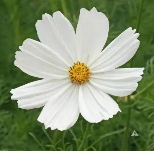 COSMOS Flowers SEEDS - PURITY - Cosmos bipinnatus, Annual - Caribbeangardenseed