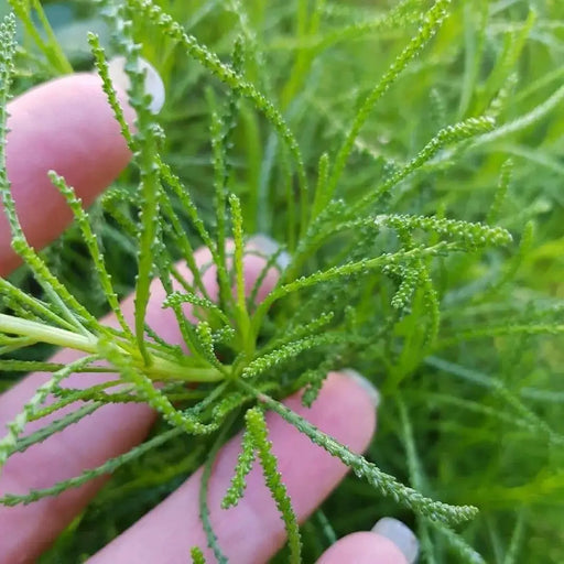 Cotton Lavender Seeds (Santolina rosmarinifolia) Perennial Herb - Caribbean garden seed