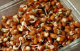 Cowpeas (vigna unguiculata) Southern Pea,Heirloom - Caribbean garden seed