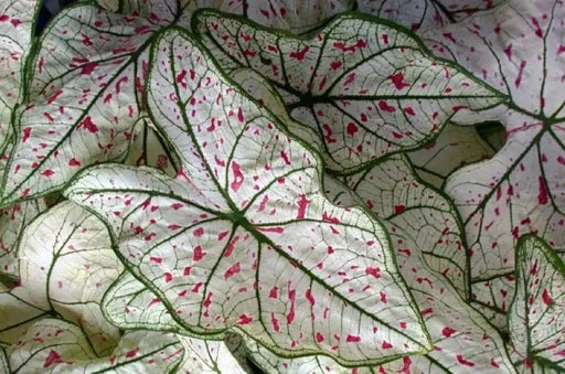 Cranberry Star , Caladium Bulbs, TROPICAL, foliage plants - Caribbeangardenseed