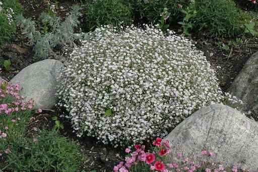 Creeping Baby's Breath Flowers Seeds - WHITE . - Caribbean garden seed