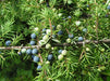 Creeping Juniper seeds, perennial,evergreen,groundcovers - Caribbean garden seed