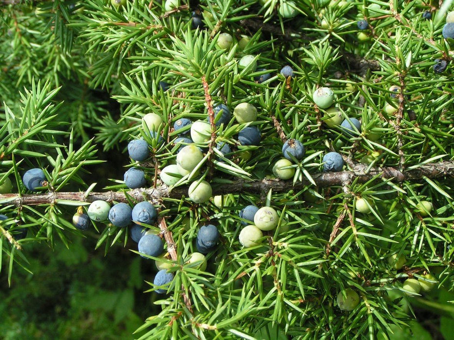 Creeping Juniper seeds, perennial,evergreen,groundcovers - Caribbean garden seed