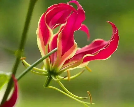 Creeping lily Flowers Seed - Caribbean garden seed