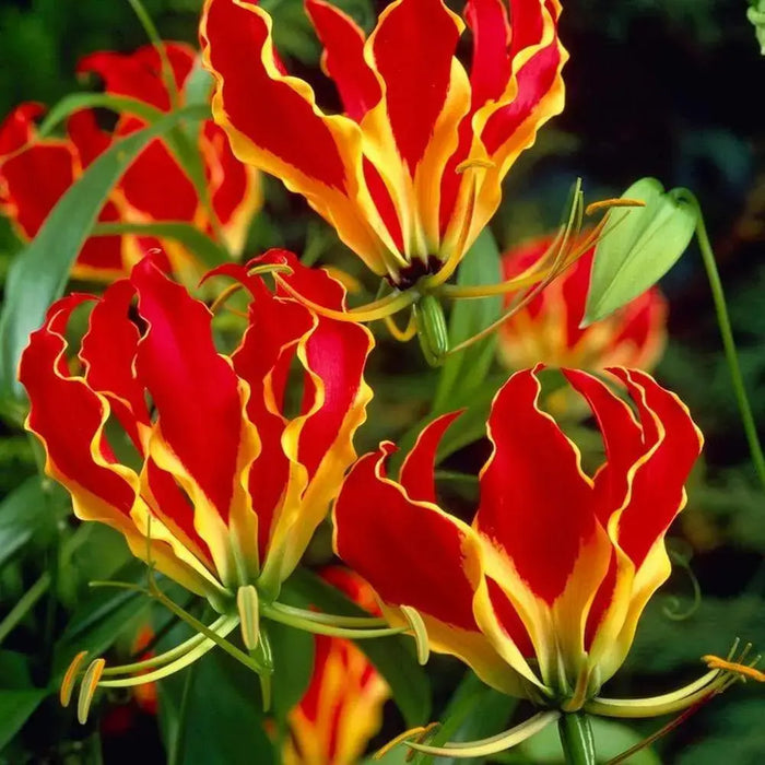 Creeping lily Flowers Seed ,Flame Lily (Gloriosa Rothschildiana ) - Caribbeangardenseed