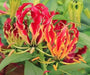 Creeping lily Flowers Seed ,Flame Lily (Gloriosa Rothschildiana ) - Caribbeangardenseed