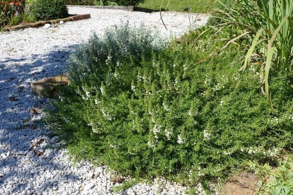 Creeping savory Seeds, Perennial - Caribbean garden seed