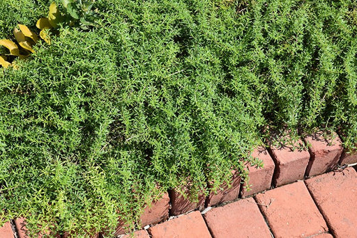 Creeping savory Seeds, Perennial - Caribbean garden seed