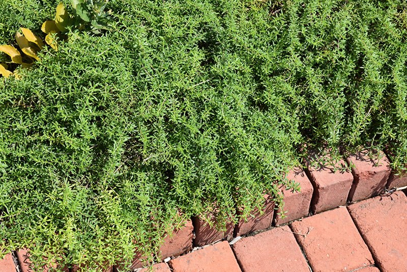 Creeping savory Seeds, Perennial - Caribbean garden seed