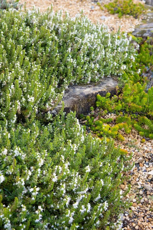 Creeping savory Seeds, Perennial - Caribbean garden seed