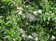Creeping savory Seeds, Perennial - Caribbean garden seed