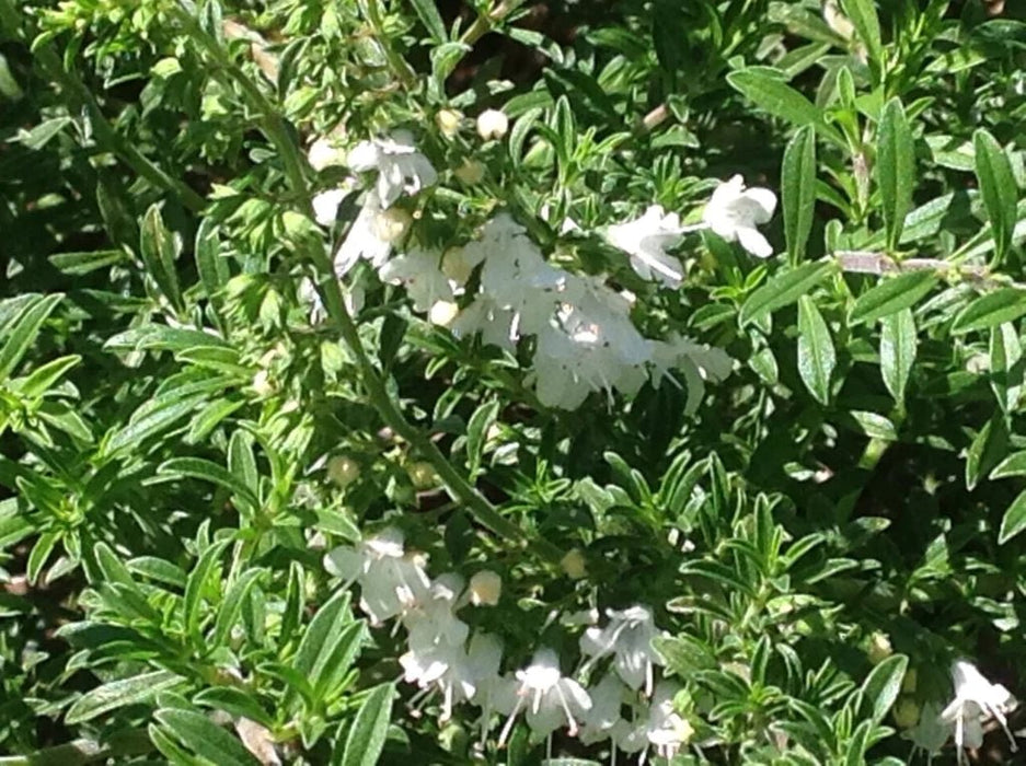 Creeping savory Seeds, Perennial - Caribbean garden seed