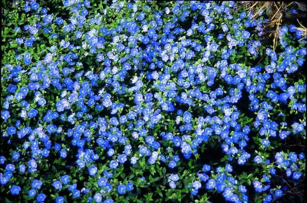 Creeping Speedwell Seeds - , (Veronica Repens) spectacular ground clov ...