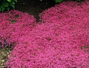 Creeping Thyme Seeds - Magic Carpet -Thymus Serpyllum - Perfect for edging the flower border, rock gardens, walkways, patios and containers
