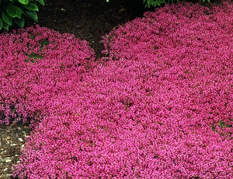 Creeping Thyme Seeds - Magic Carpet -Thymus Serpyllum - Perfect for edging the flower border, rock gardens, walkways, patios and containers