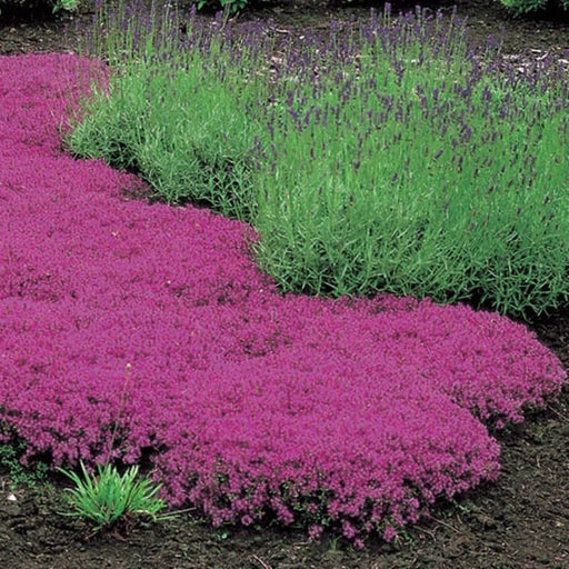 Creeping Thyme Seeds - Magic Carpet -Thymus Serpyllum - Perfect for edging the flower border, rock gardens, walkways, patios and containers