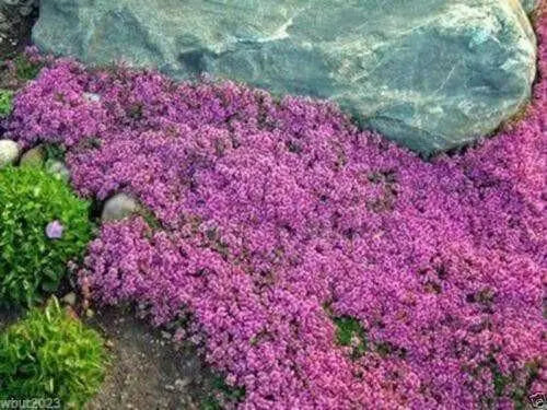 Creeping Thyme Seeds , Perennial Ground cover - Caribbean garden seed