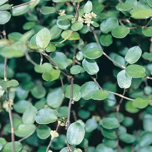 Creeping Wire Vine (2 live starter plant) Muehlenbeckia axillaris - Caribbean garden seed