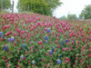 Crimson Clover Seeds,Improve Your Garden Soil,Cover-Crop-Raw Or Inoculated! - Caribbeangardenseed