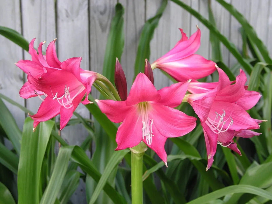 Crinum Lily ( BULBS) FRAGRANT - Caribbean garden seed