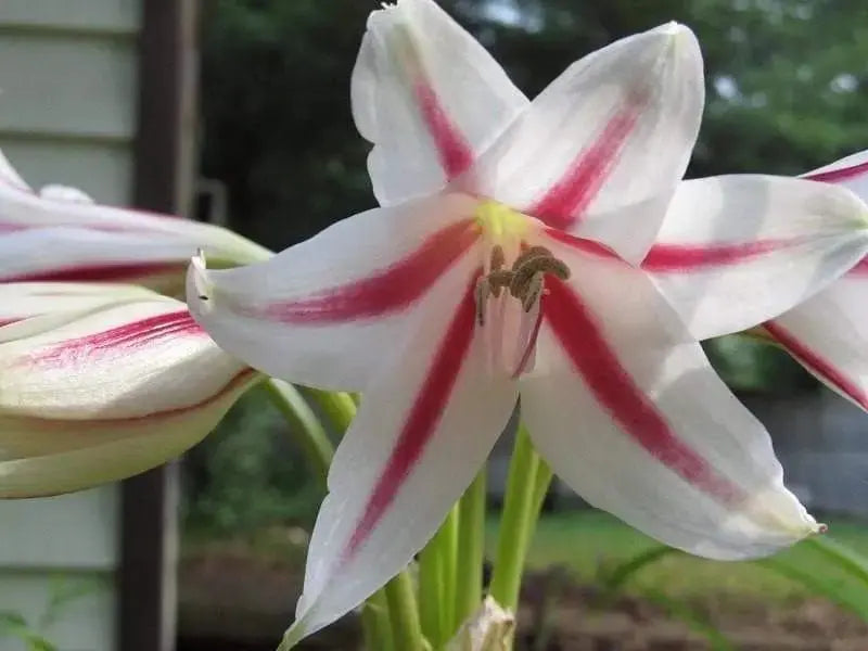 Crinum Lily,Peppermint (1 Bulb) summer-blooming - Caribbeangardenseed