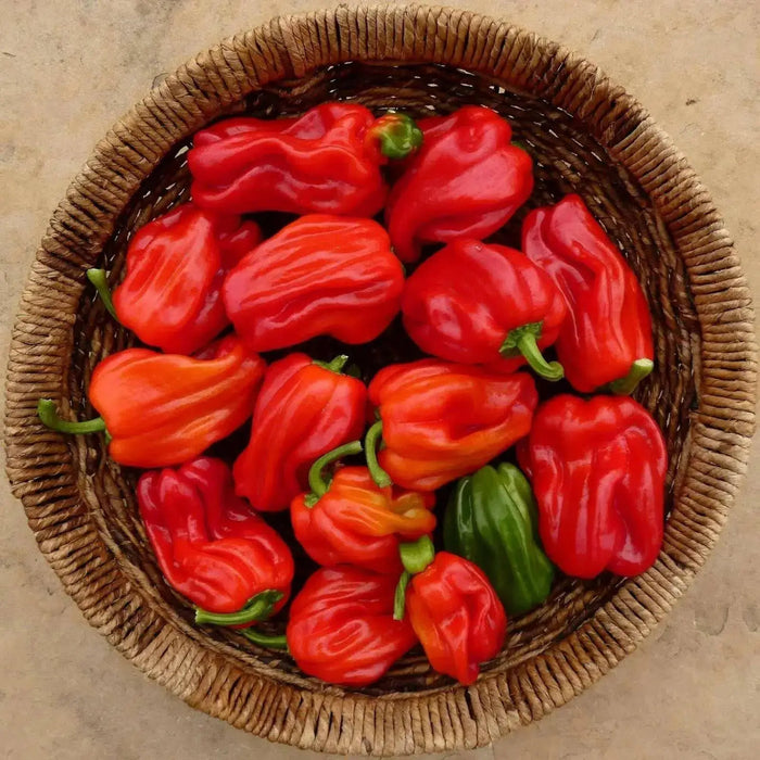 Criolla De Cocina seeds (Capsicum annuum) sweet pepper - Caribbean garden seed