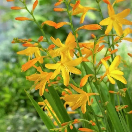 Crocosmia Bulbs George Davidson,Yellow, HUMMINGBIRD IRIS,drought-tolerant,zones 6 through 10. - Caribbeangardenseed