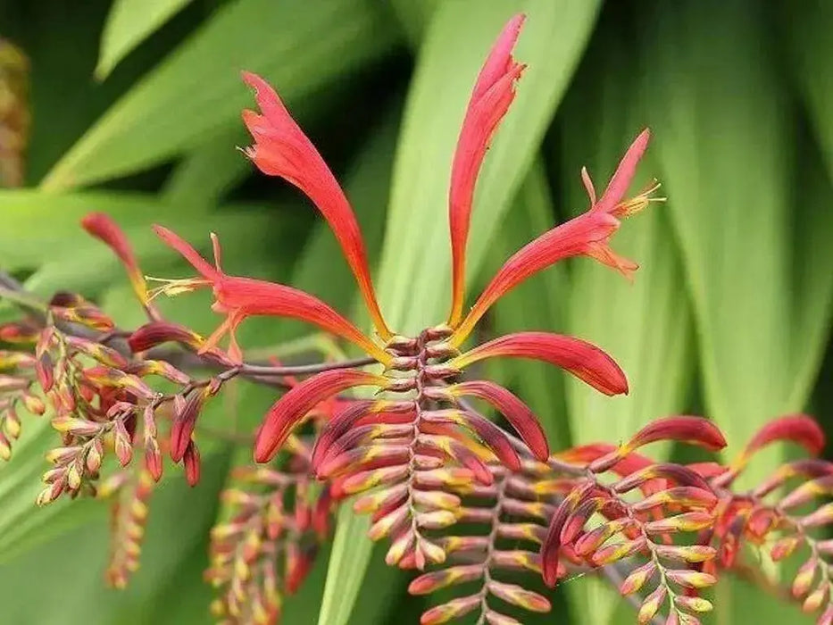 Crocosmia Seeds-brilliant orange-red flowers ! Native to South Africa ! - Caribbean garden seed