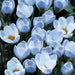 SNOW CROCUS BLUE PEARL, spring flowering BULBS - Caribbean garden seed