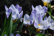 SNOW CROCUS BLUE PEARL, spring flowering BULBS - Caribbean garden seed