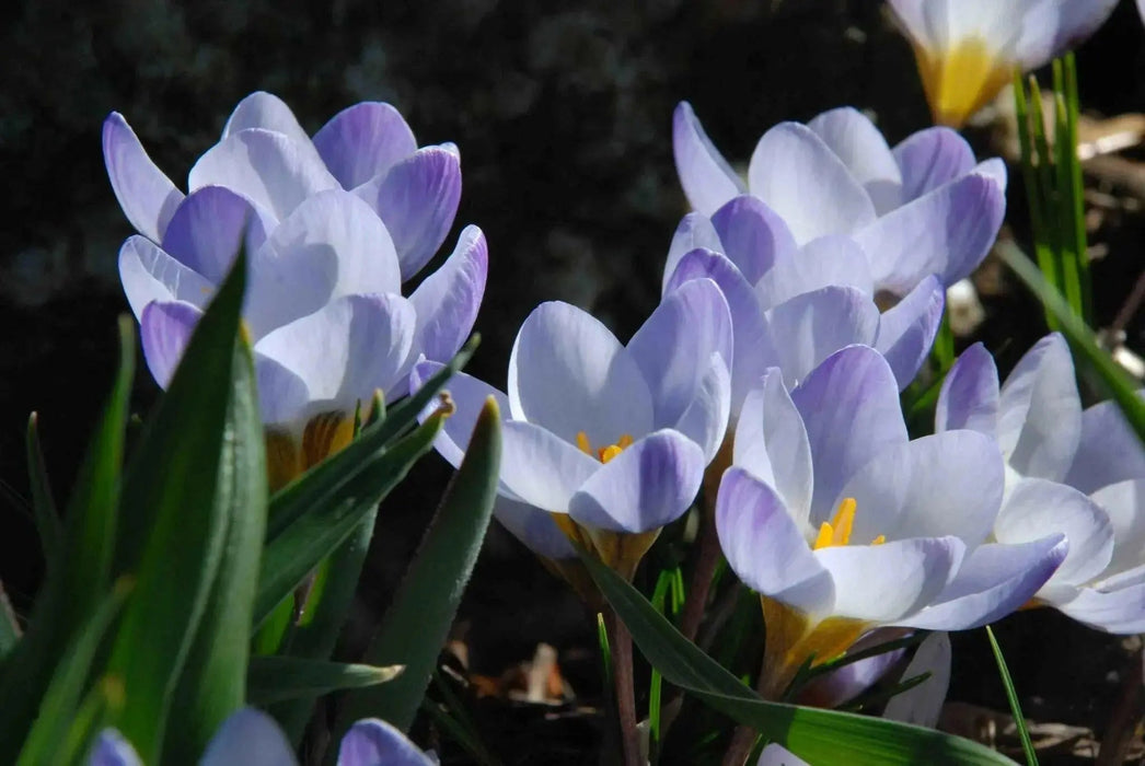 SNOW CROCUS BLUE PEARL, spring flowering BULBS - Caribbean garden seed
