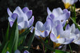 SNOW CROCUS BLUE PEARL, spring flowering BULBS - Caribbean garden seed