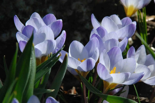 SNOW CROCUS BLUE PEARL, spring flowering BULBS - Caribbean garden seed