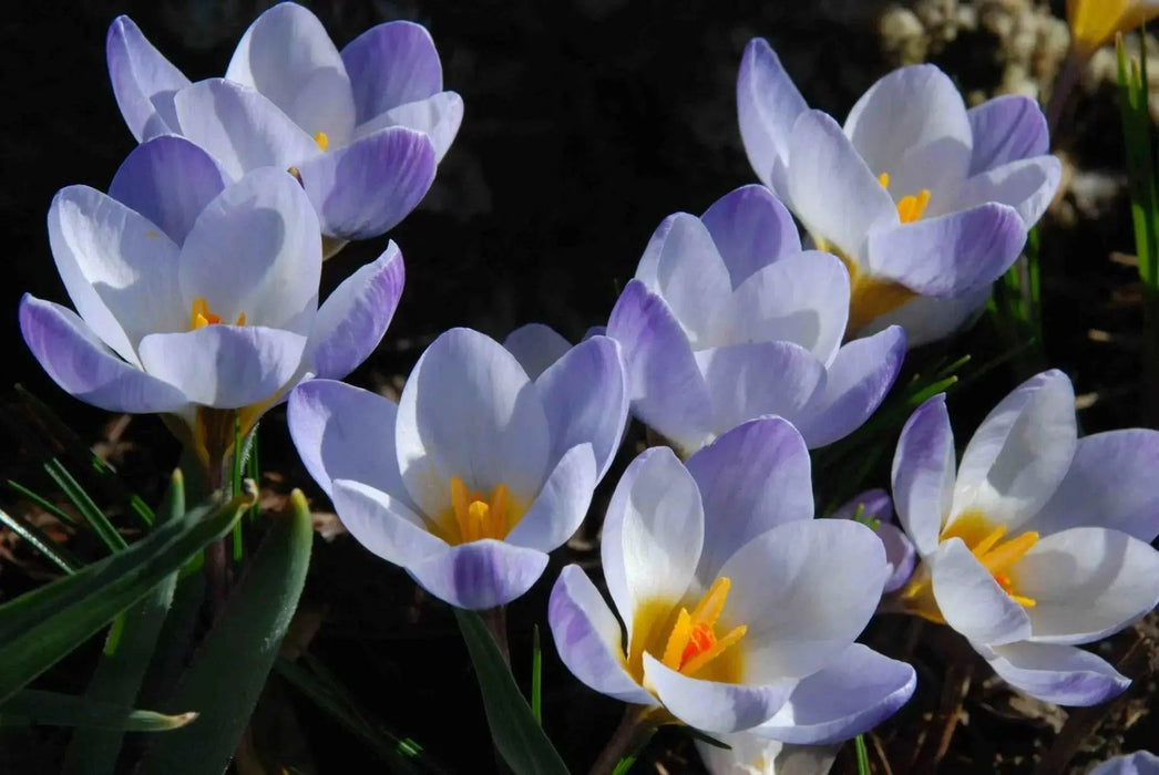 SNOW CROCUS BLUE PEARL, spring flowering BULBS - Caribbean garden seed