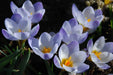 SNOW CROCUS BLUE PEARL, spring flowering BULBS - Caribbean garden seed