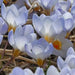 SNOW CROCUS BLUE PEARL, spring flowering BULBS - Caribbean garden seed