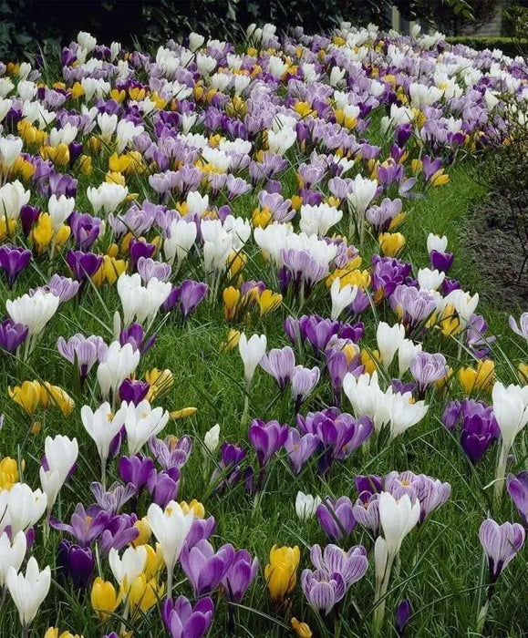 Crocus Bulbs, Jumbo Mixed ,White, purple,blue ,yellow - Caribbean garden seed