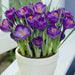 Crocus bulbs,Remembrance, First Flowers of Spring - Caribbean garden seed
