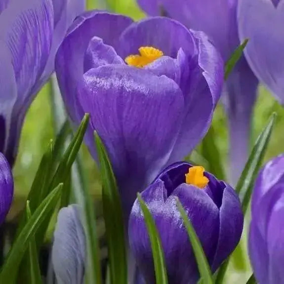 Crocus bulbs,Remembrance, First Flowers of Spring - Caribbean garden seed