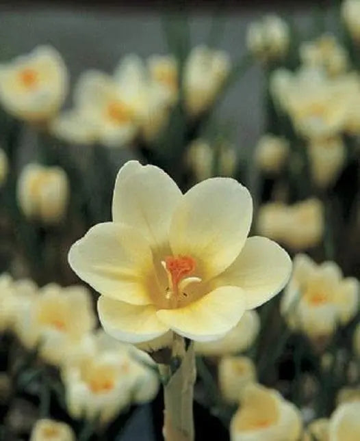 Crocus Chrysanthus 'Cream Beauty',BULBS (SNOW CROCUS) - Caribbeangardenseed