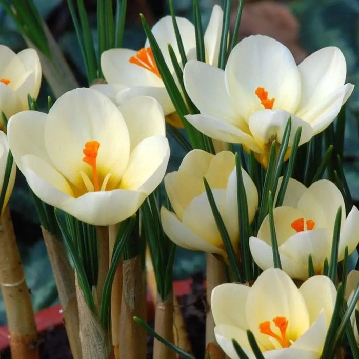 Crocus Chrysanthus 'Cream Beauty',BULBS (SNOW CROCUS) - Caribbeangardenseed