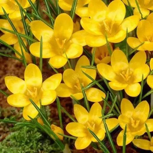Crocus Chrysanthus 'DOROTHY',YELLOW SPECIES CROCUS BULBS (SNOW CROCUS) - Caribbean garden seed