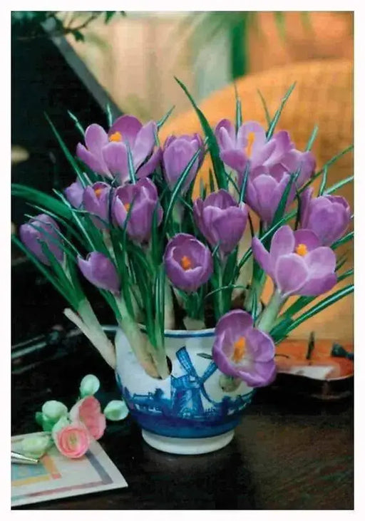 Crocus Indoor Forcing Kit - Ceramic Pot, & 10 Crocus Bulbs, Great Gift - Caribbeangardenseed